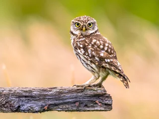 Gordijnen Little Owl perched on log © creativenature.nl