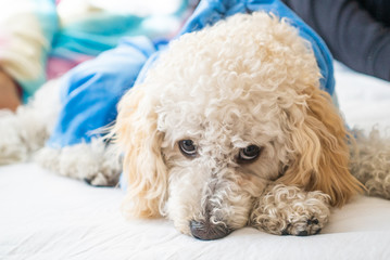 White dog poodle in bed