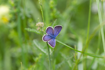 Fototapeta premium makro wspólny niebieski motyl na liściu trawy na łące górskiej w okresie letnim w Alpach