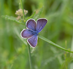 macro of a common blue butterfly on a grass leaf in mountain meadow during summerin the alps