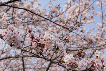 桜ネックレス／愛知県稲沢市