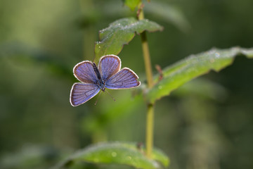macro of common blue butterfly on a leaf with morning dew