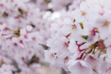 桜ネックレス／愛知県稲沢市