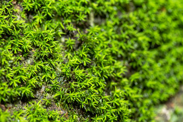 Close up of Mouth ulcers