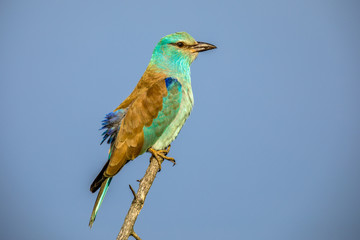 European roller