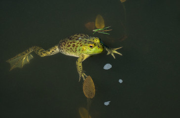 American Bullfrog yellow swiming in swamp. Lithobates catesbeianus