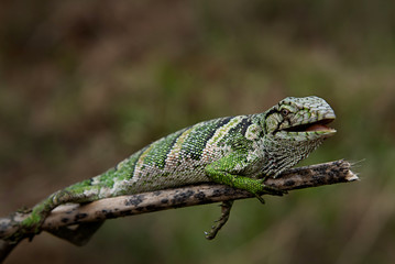 Naklejka na ściany i meble Green iguana, lizard native to Colombian amazon