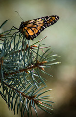 Monarch Butterfly in a pine tree 