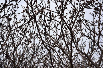 Barren branches of a stand of Staghorn Sumac bush in spring with gray sky