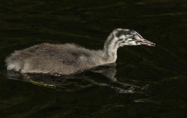 A cute baby Great crested Grebe, Podiceps cristatus, swimming on a river. It is calling to the parent bird for food.