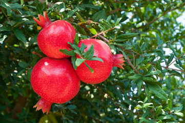 Red pomegranate trees with full of fruits