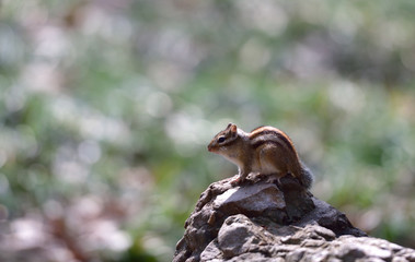 Obraz premium 다람쥐