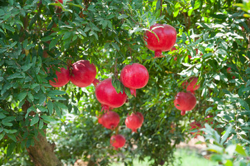 Red pomegranate trees with full of fruits