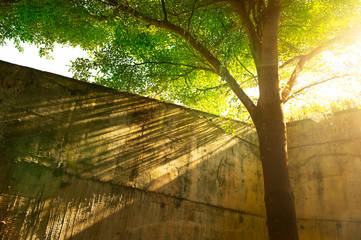 Fototapeta na wymiar orange sunlight of green tree and cement wall in backyard garden natural background