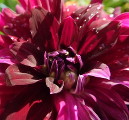 dahlia flower with water drops close-up
