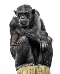 An adult chimpanzee sitting watching and relaxing on top of a tree trunk. 
