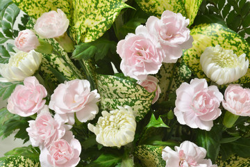 カーネーション　キク