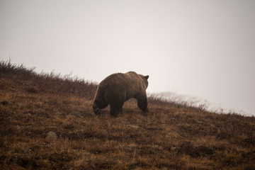 A grizzly bear walking away from me