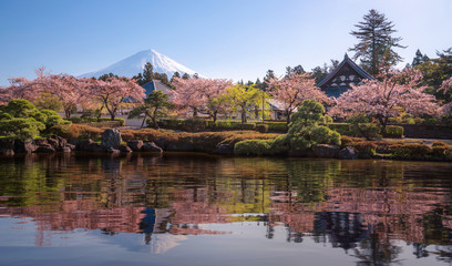 Sakura park and village with Fuji mountain background - obrazy, fototapety, plakaty