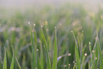 Obraz premium 물방울