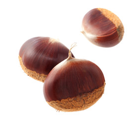 イガグリ　利平栗　