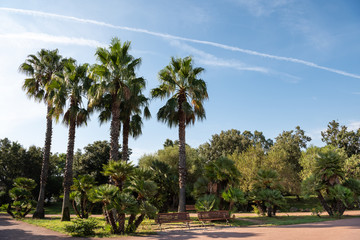 Palm trees in the Park Fausto Noce Olbia, Sardinia, Italy