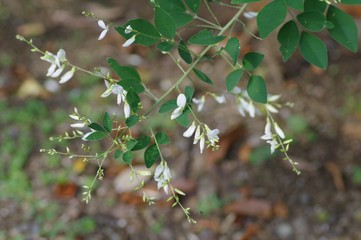 ハギの花
