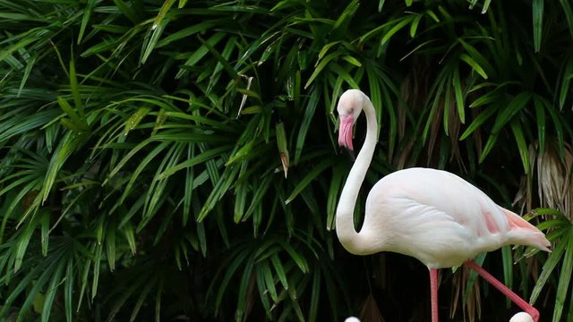 portrait of a flamingo standing.