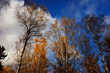 yellow high trees in autumn view on sky with clouds