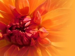 yellow orange dahlia flower close-up