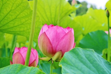 大賀ハス　蓮池　夏　風景　茨城　公園
