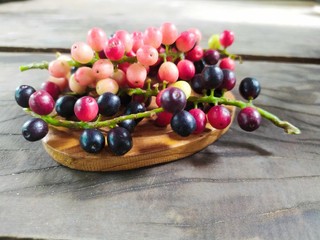 antidesma thwaitesianum on wood background design concept in rustic