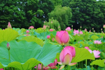 大賀ハス　蓮池　夏　風景　茨城　公園