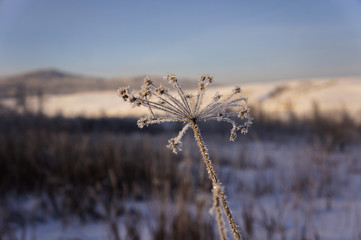 Obraz premium grass and sky