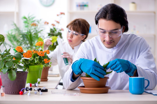 Two Young Botanist Working In The Lab