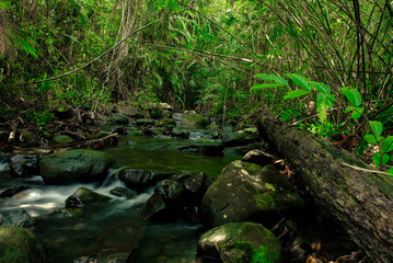 Obraz na płótnie Canvas stream in the forest
