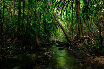 Fototapeta premium tree in the forest