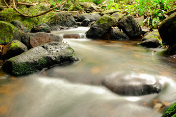 stream in forest