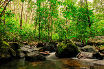 Small streams flow through abundant tropical forests in forest of Thailand,Phang Nga,Koh Yao Yai