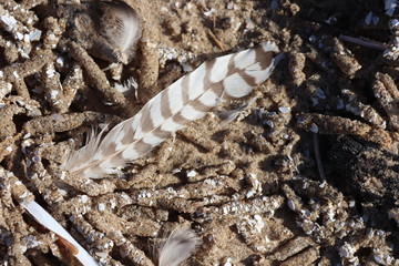 Feather
