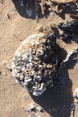 stone in sand