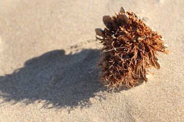 sea urchin in sand