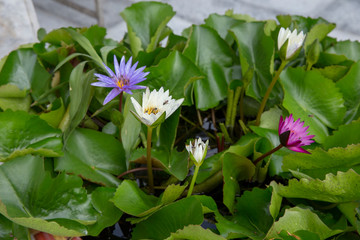 Bee keeping pollen grain a Lotus flower, focus selective.