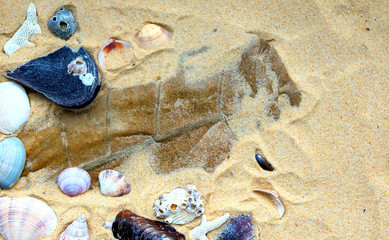 frame with sea shells