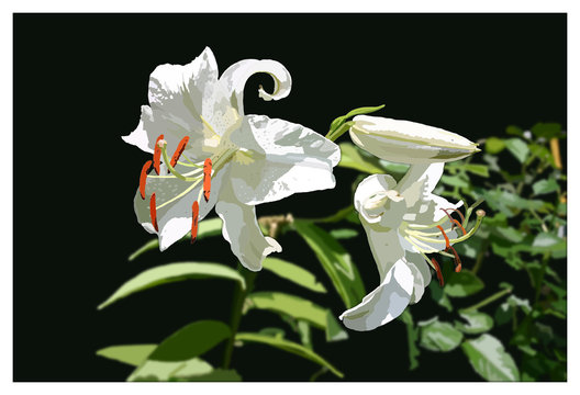 カサブランカ Images – Browse 1,539 Stock Photos, Vectors, and