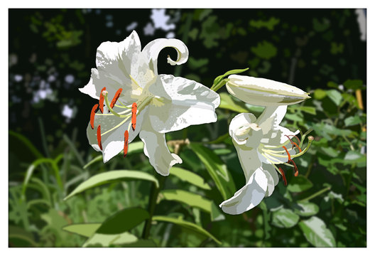 カサブランカ Images Browse 966 Stock Photos Vectors And Video Adobe Stock