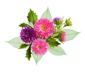 Aster flowers and green leaves in an autumn composition