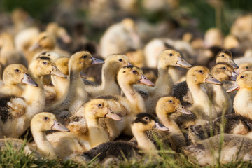 flock of duckling
