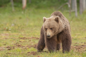 Fototapeta na wymiar Brown bear (Ursus arctos) walking on a Finnish bog on a sunny summer evening