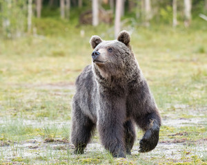 Obraz premium Brown bear (Ursus arctos) walking on a Finnish bog on a sunny summer evening